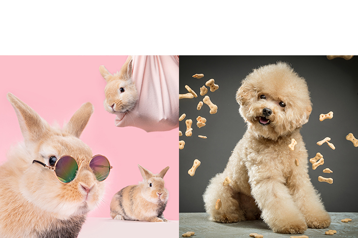 為了讓毛孩呈現最放鬆、最自然的狀態，SENS Pet Studio特設4個全港獨家視覺藝術特色場景︰「玻利維亞式天空之鏡」、「Under-Pet」、「室內創意雨中攝影」及「動感高速攝影」，把創意融入照